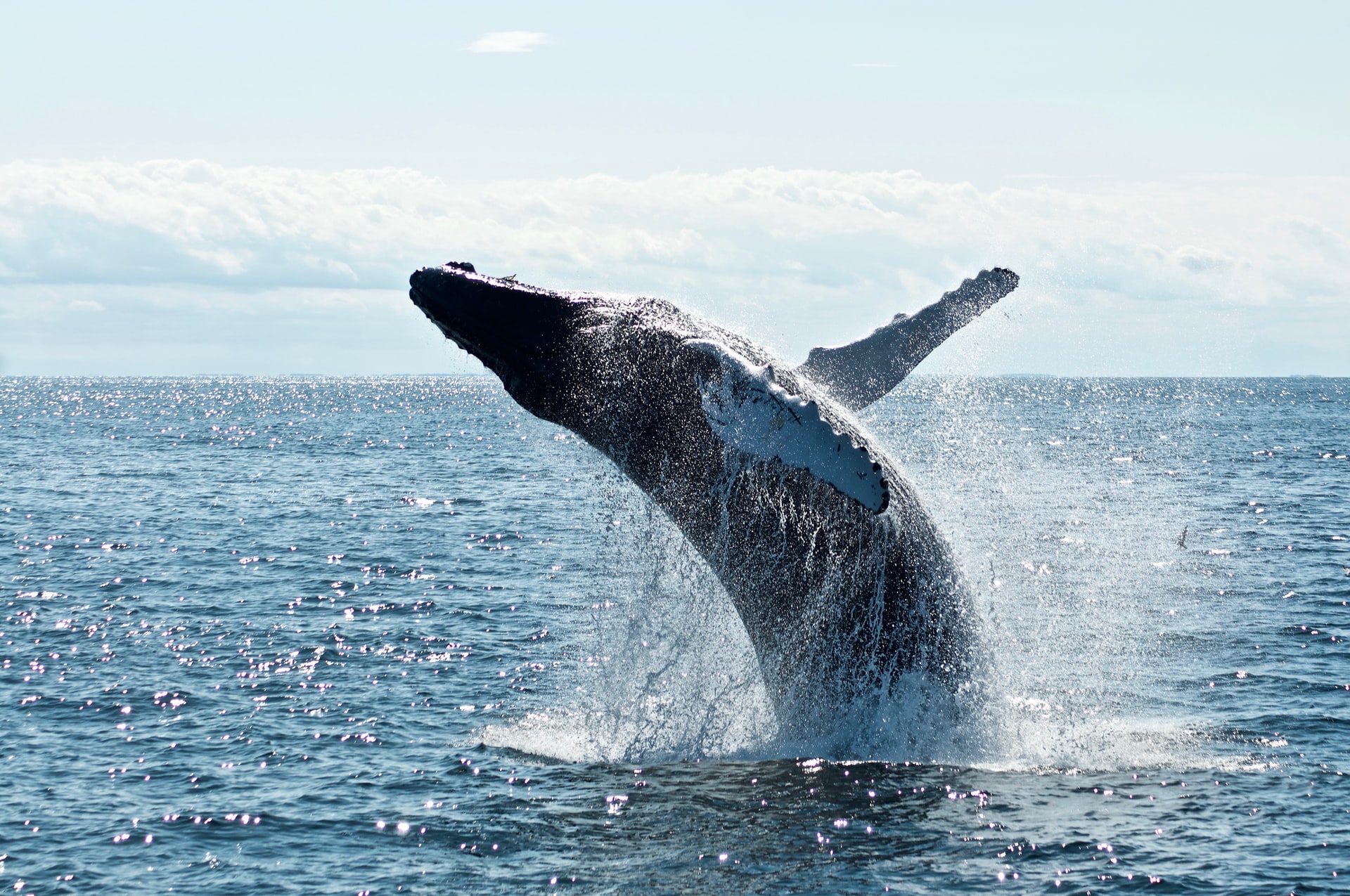 WHALE SEASON INTERACTIVE BY CYPHA
